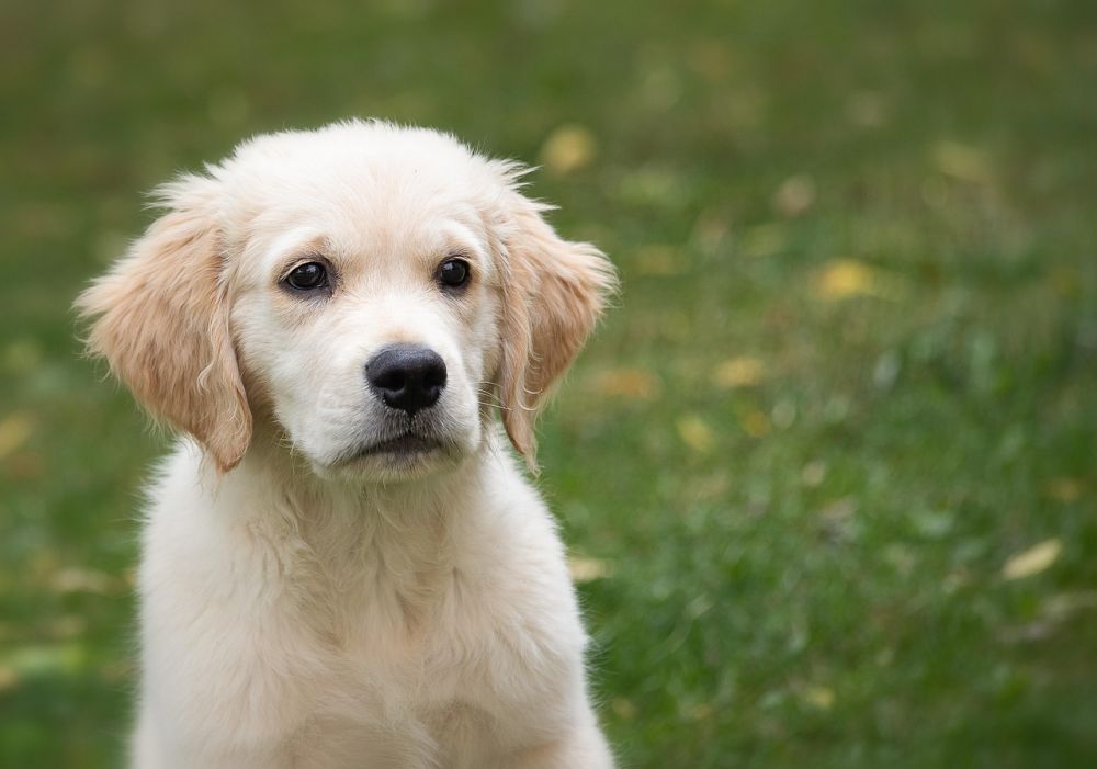 Hvad koster en hundehvalp?