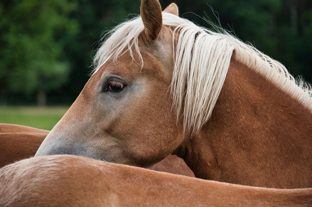 Hvad koster en hest?