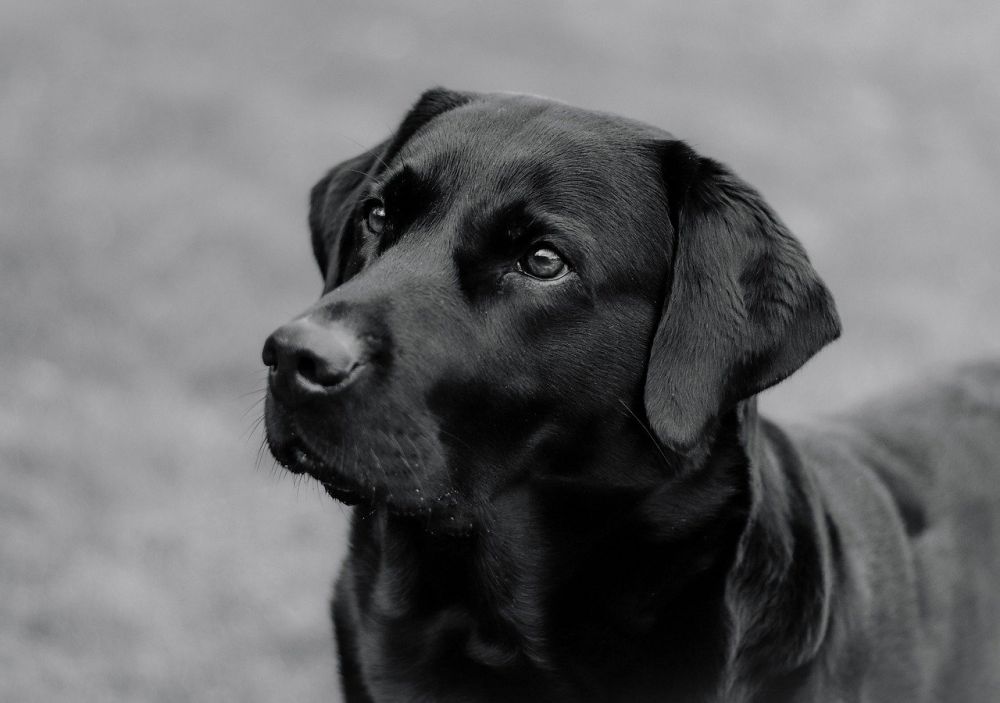 Hvad koster det at have hund?