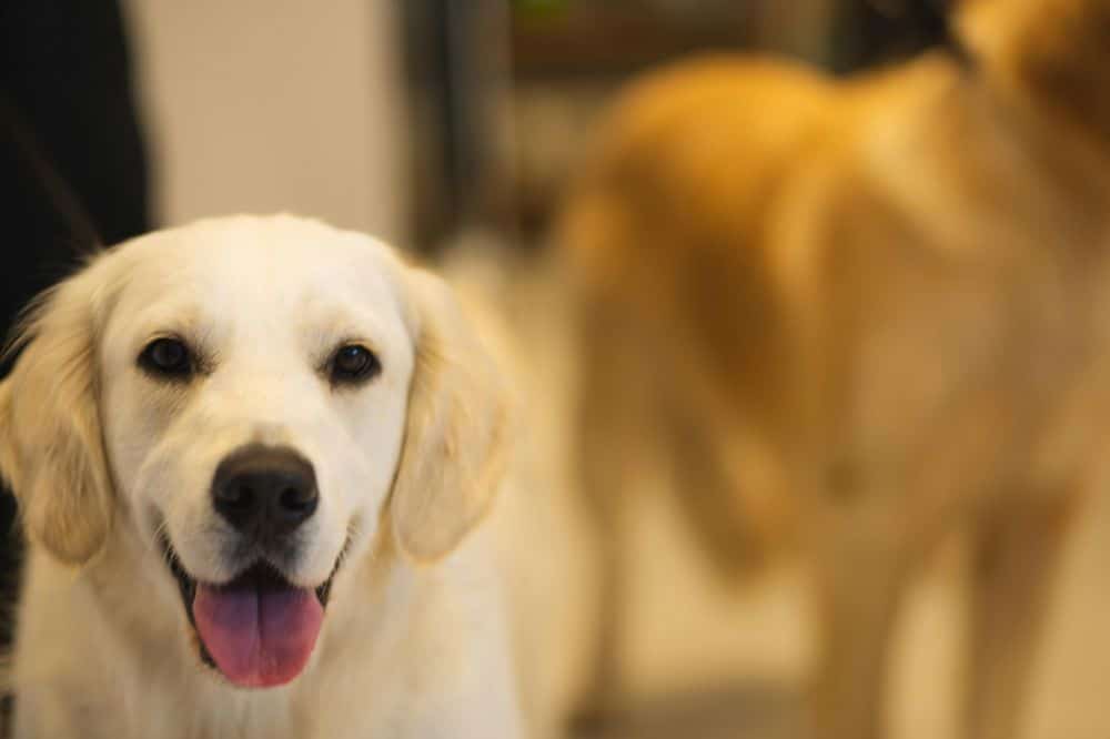 Hvad koster en labrador?